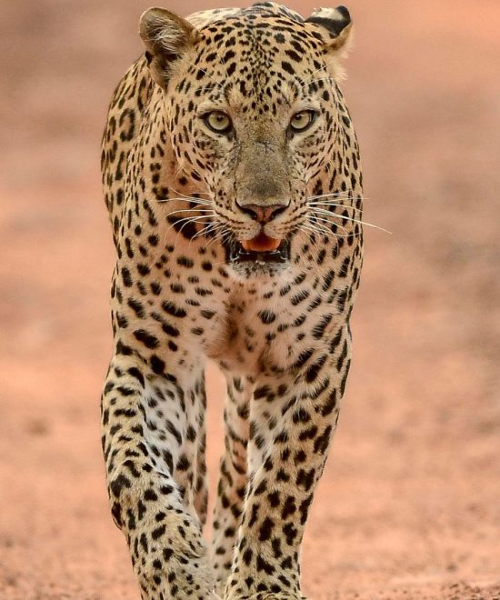 Safari Tanzania 10 dagen Big Five