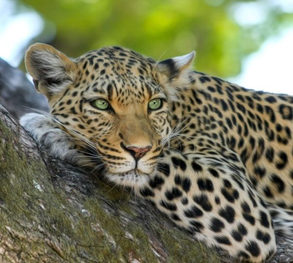 Leopard Safari Familie Tansania