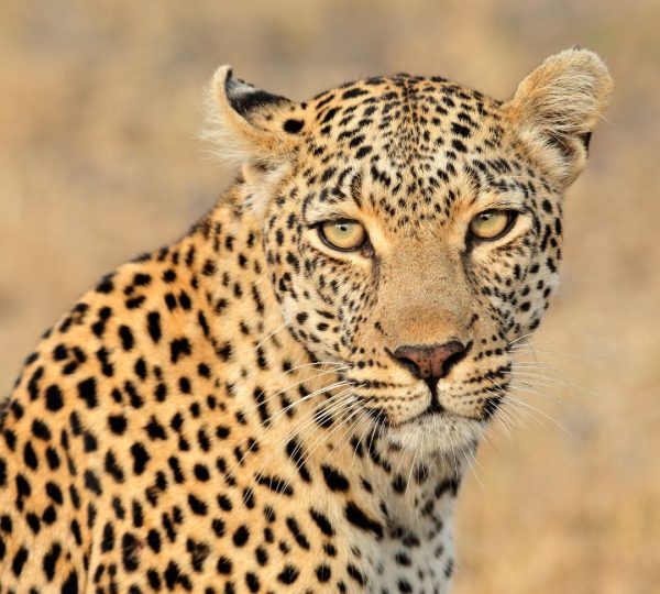 Leopard von Tansania