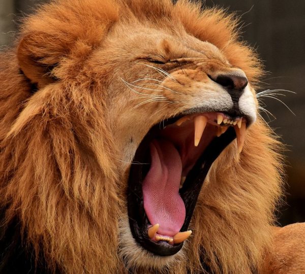 Lion de Tanzanie
