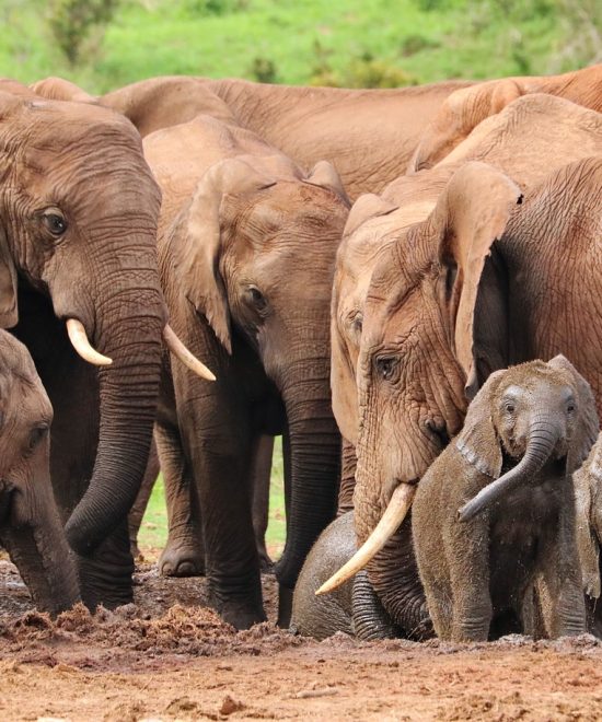 Privésafari Hakuna Matata