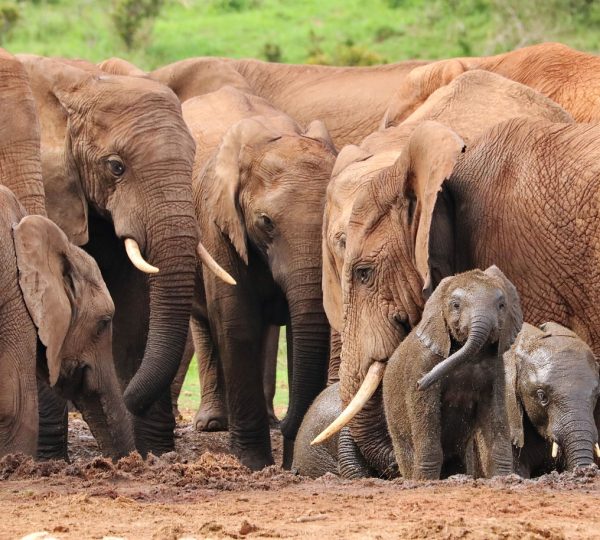 Elefantenfamilie auf privater Safari