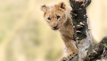 Privésafari Tanzania-geest