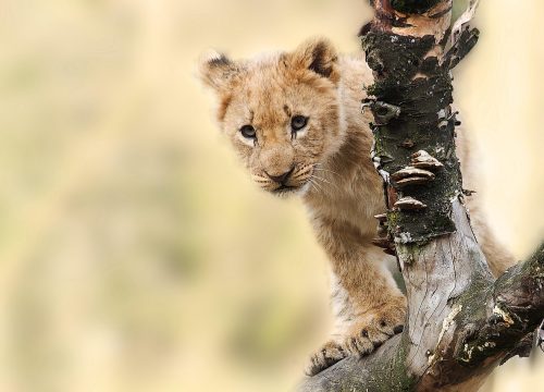 Privésafari Tanzania-geest
