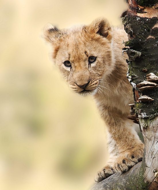 Privésafari Tanzania-geest
