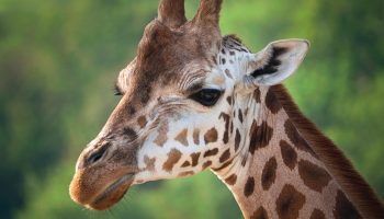 Safari Karibuni 9 dagen