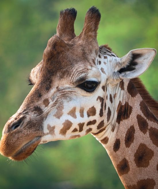 Safari Karibuni 9 dagen
