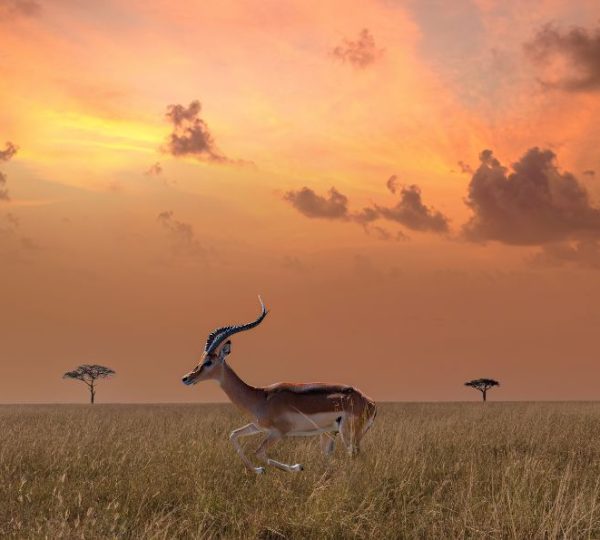Antilope Serengeti