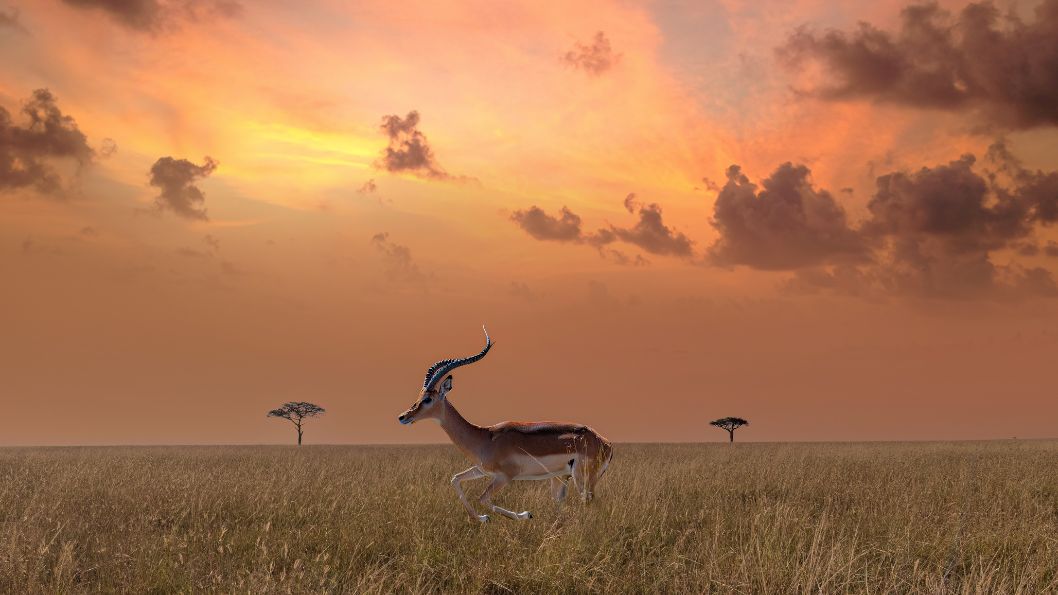 Antilopen van het park Serengeti in Tanzania