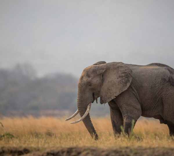 Elefant Serengeti