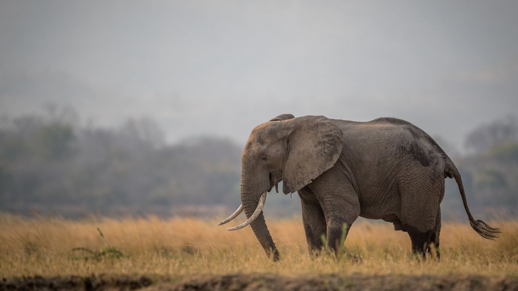 Olifant van Serengeti