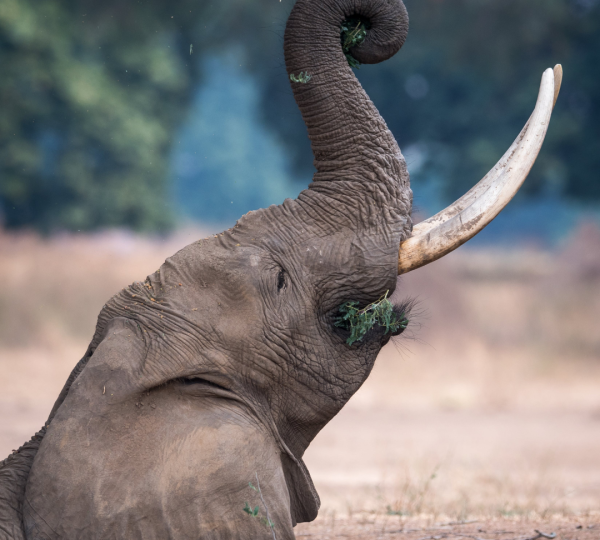 Tansania-Elefant