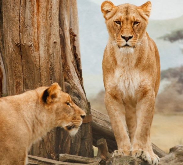 Löwinnen Serengeti