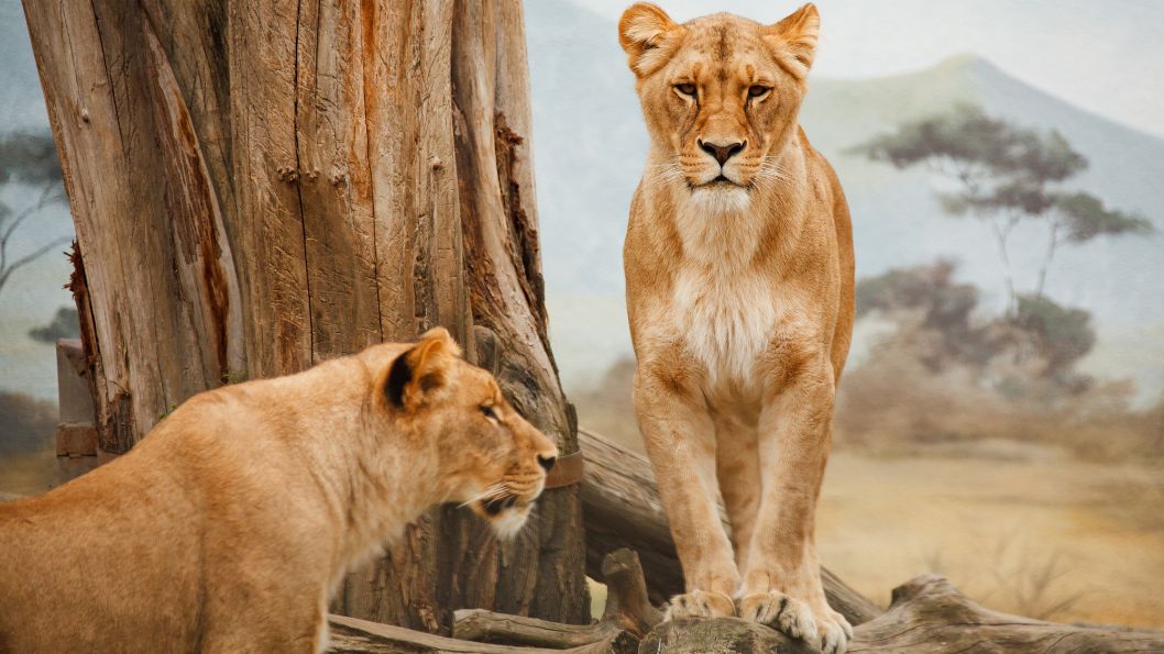 Leeuwinnen van het park Serengeti