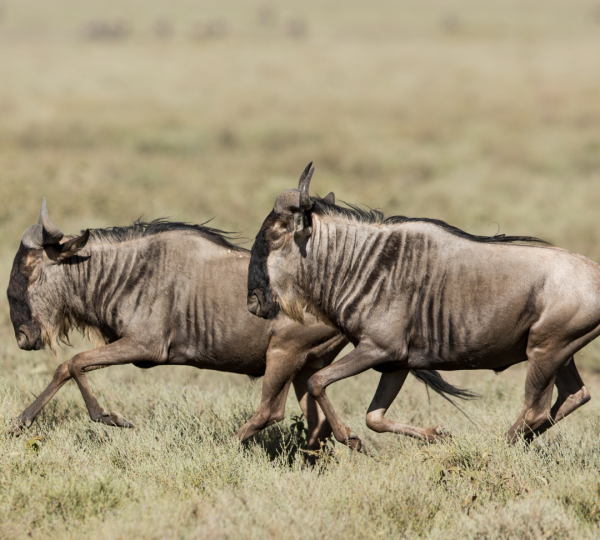 Migration in Ndutu