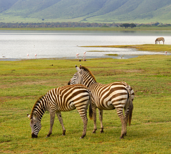 Zebras aus dem Ngorongoro-Krater