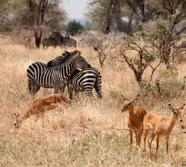 Zebras und Antilopen in Tansania