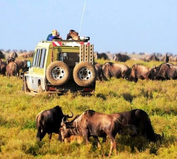 parc de Manyara buffles
