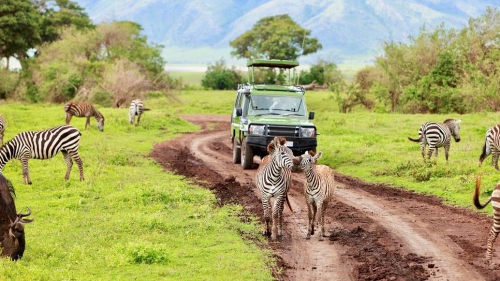 Manyara-Nationalpark Zebra
