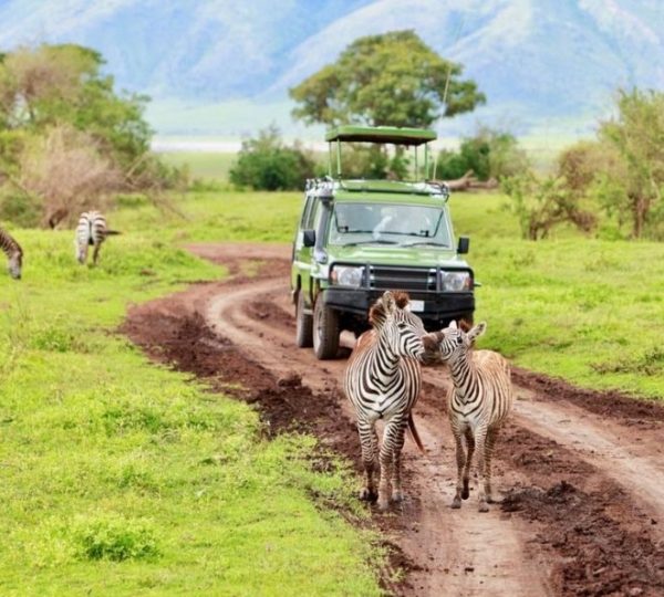 Manyara-Nationalpark Zebra