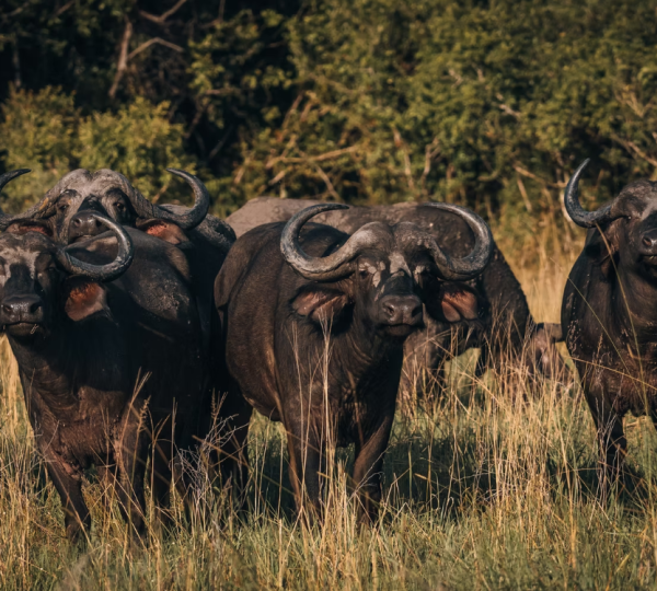 Buffalo Saadani