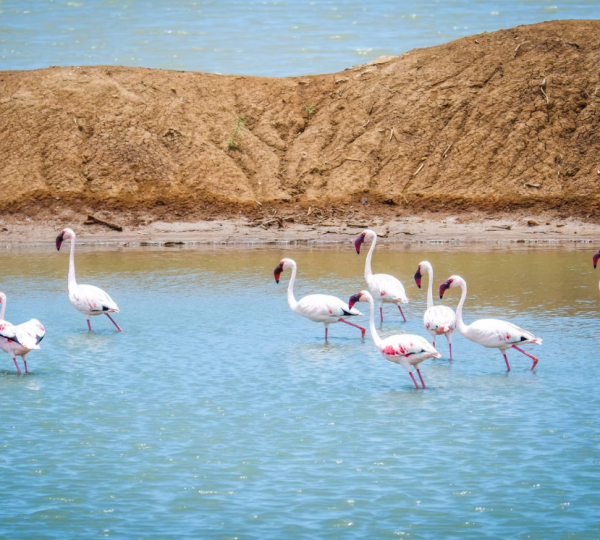 Flamingo Saadani