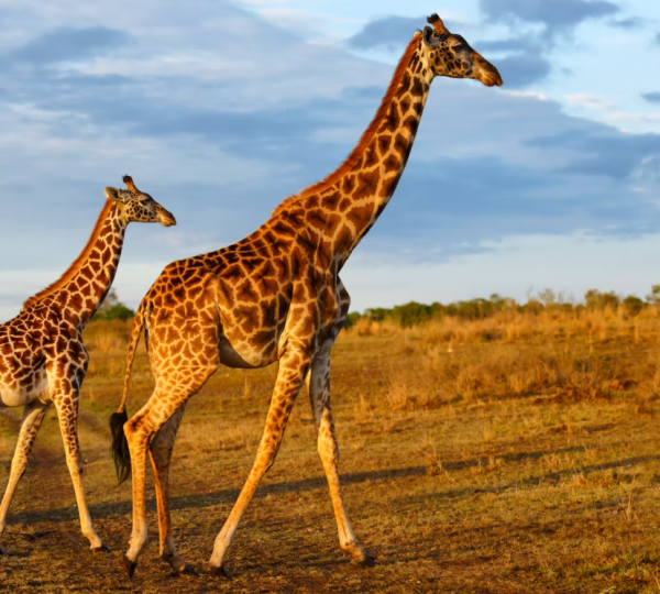 Giraffe Saadani