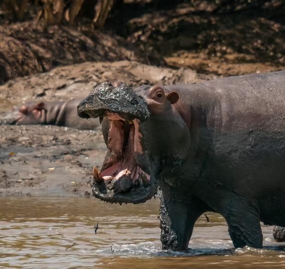 Hippo saadani