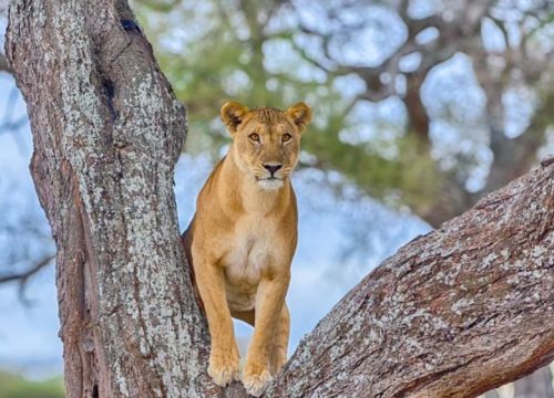 Safari Saadani 2 dagen