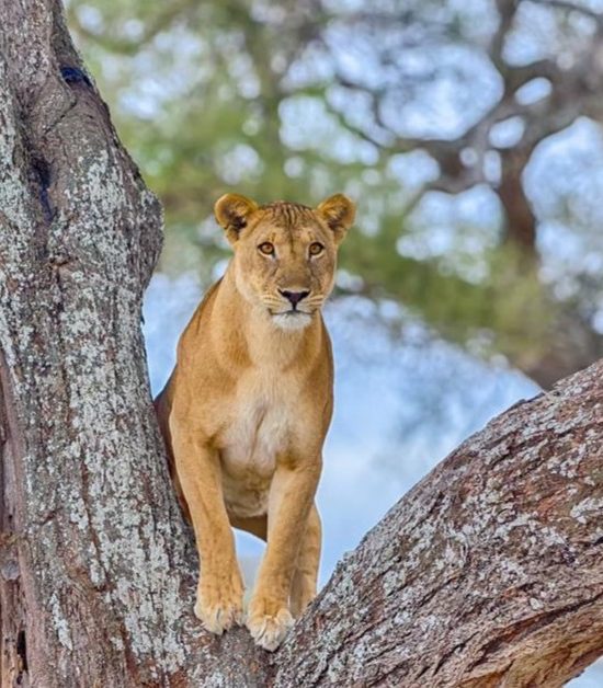 Safari Saadani 2 dagen